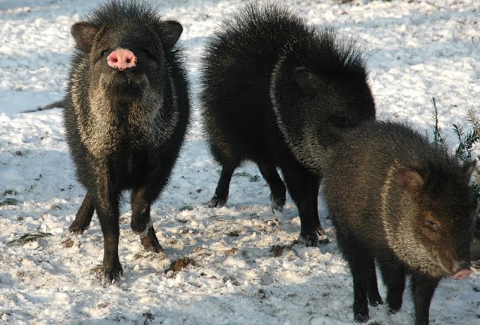 Як переносять зимовий період мешканці Харківського зоопарку і екопарку